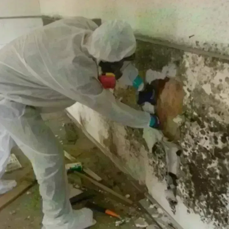 Mold Remediation and Removal in Markham, TX